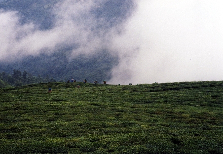 Darjeelings Teegärten