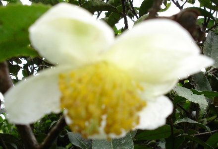 Tee-Erntezeiten in Darjeeling