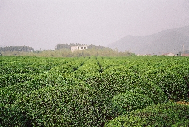 Teelandschaft in Jiangsu