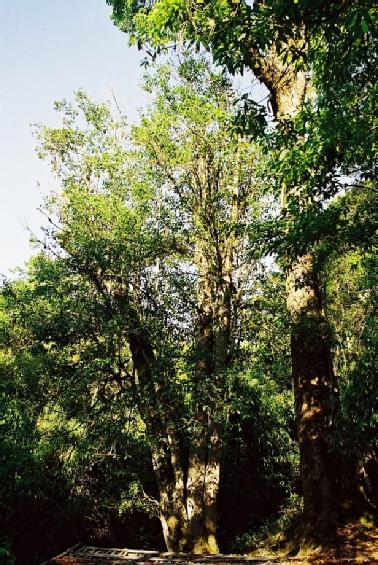 1700 Jahre alter Baum