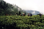 Teeanbau in Darjeeling